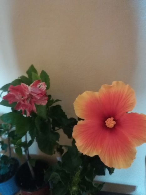  - Hibiscus 2021