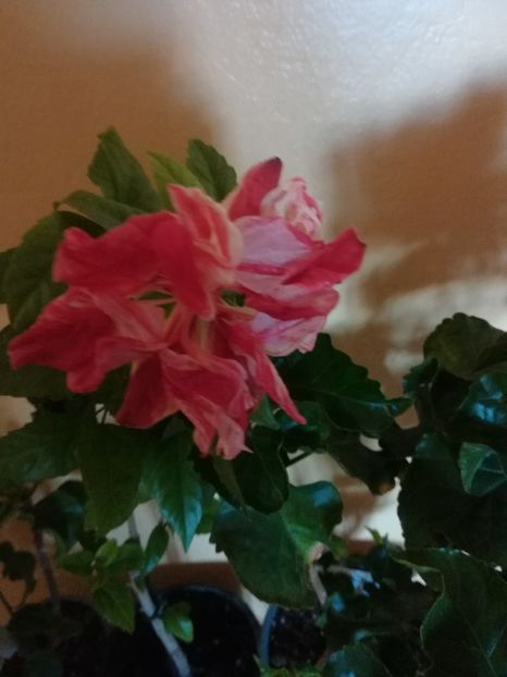  - Hibiscus 2021