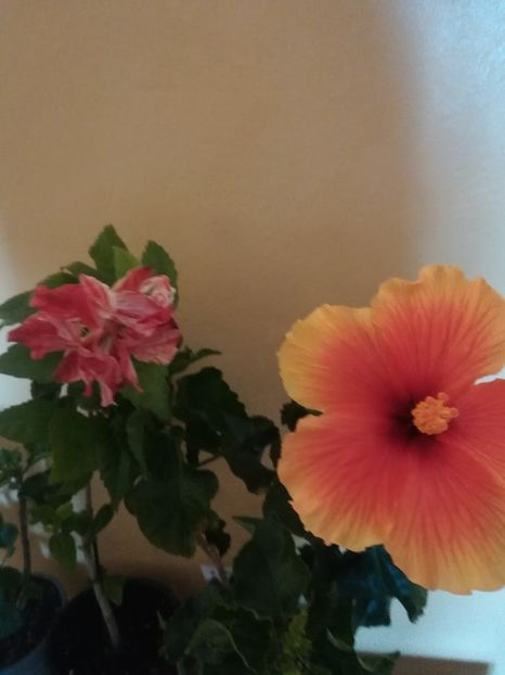  - Hibiscus 2021