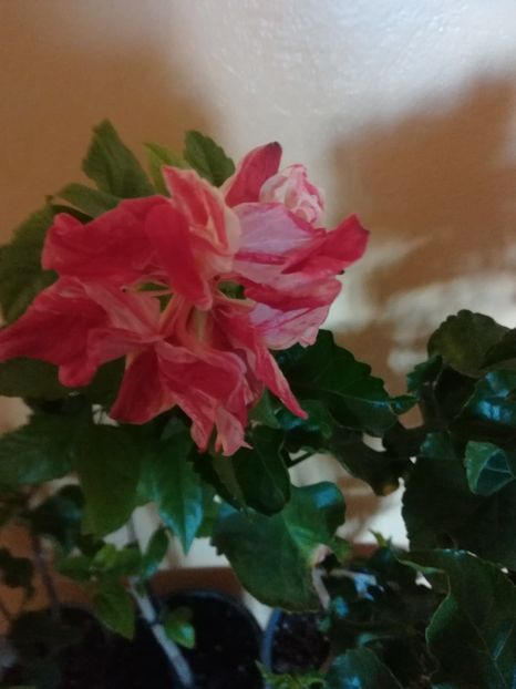  - Hibiscus 2021