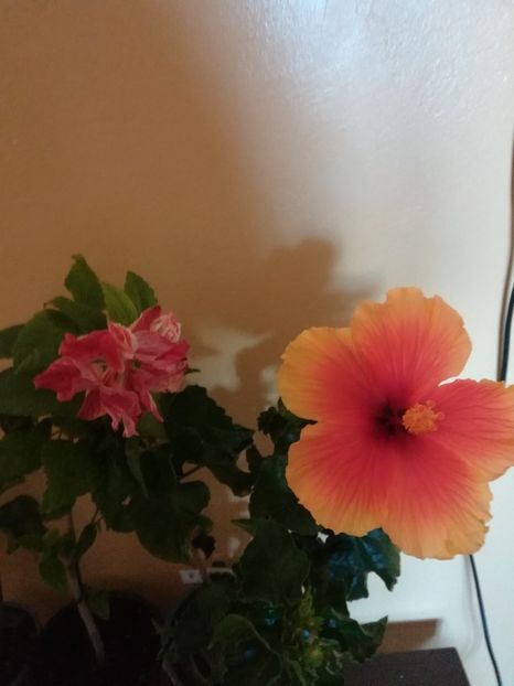  - Hibiscus 2021