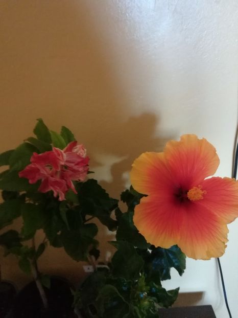  - Hibiscus 2021