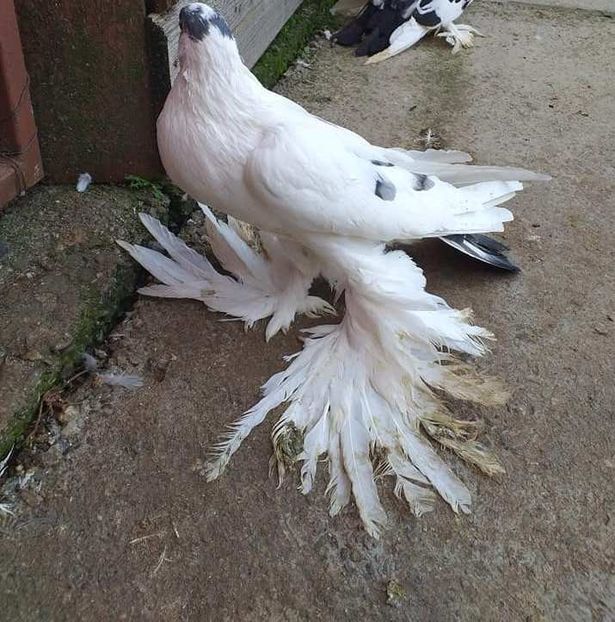 vândut lui Neluțu T(sb) - Porumbei VÂNDUȚI