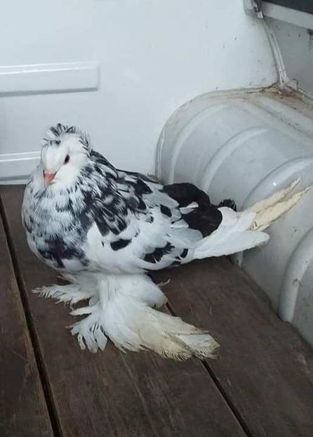 vândut Neluțu T(SB) - Porumbei VÂNDUȚI