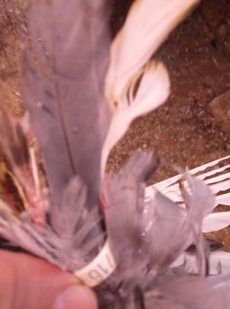 vândut Neluțu T(SB) - Porumbei VÂNDUȚI