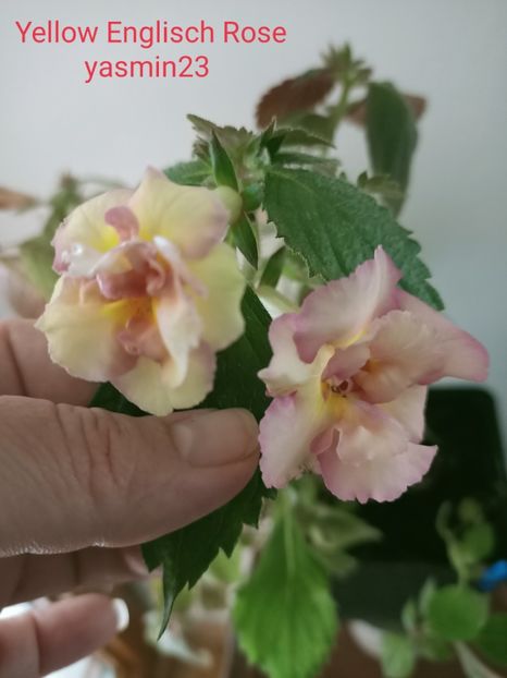 18.20.2021 - Yellow Englisch Rose