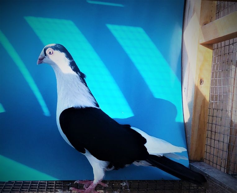 12471  mascul  2021_2 - tineret 2021