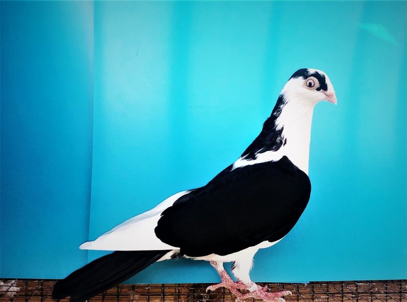 12471  mascul  2021_3 - tineret 2021