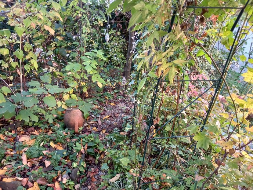  - Grădina 2021 continuare 2