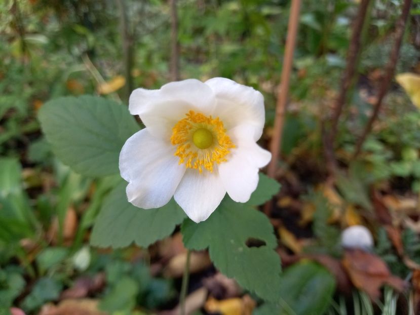 Andrea Atkinson - Grădina 2021 continuare 2