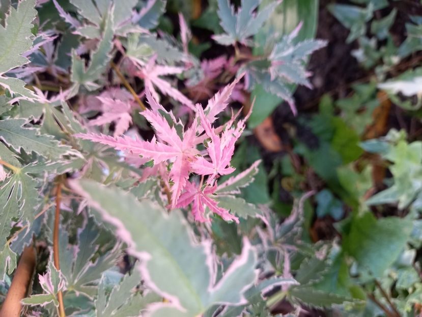 Acer Taylor - Grădina 2021 continuare 2