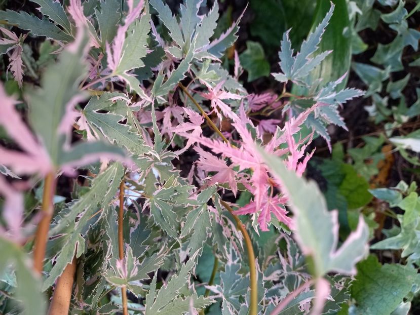  - Grădina 2021 continuare 2