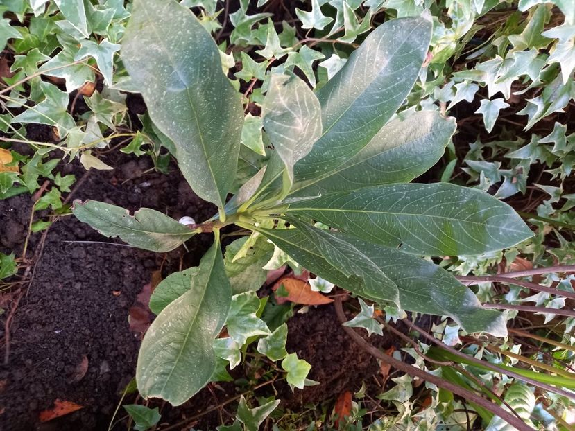 Edgeworthia Chrysantha Grandiflora-uscată - Grădina 2021 continuare 2