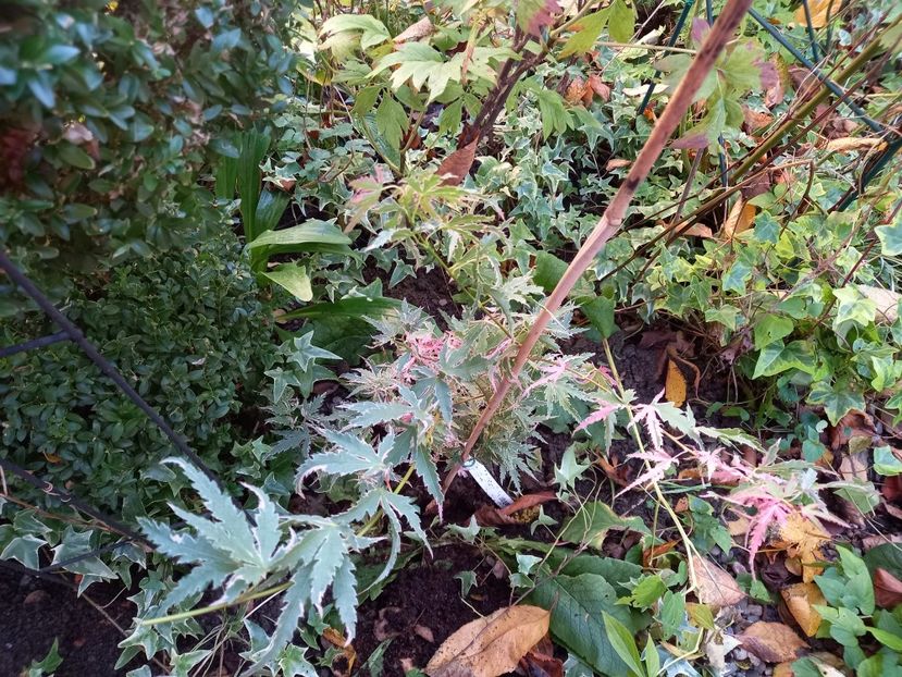  - Grădina 2021 continuare 2