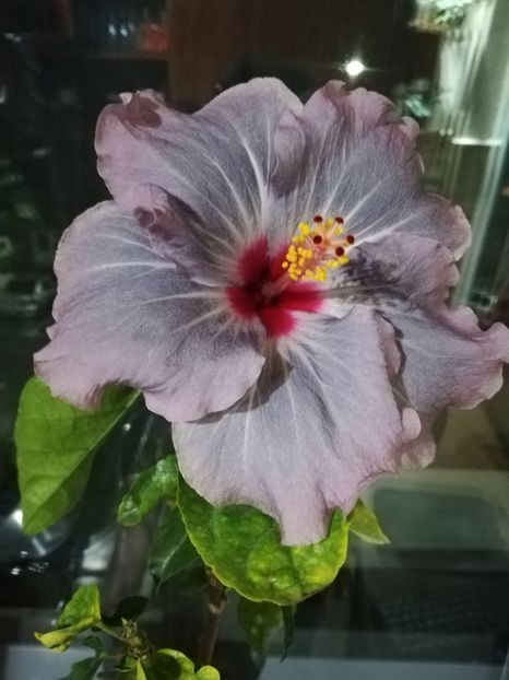  - Hibiscus No Id 11