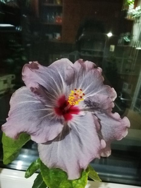  - Hibiscus No Id 11