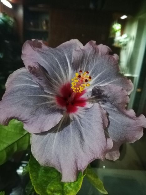  - Hibiscus No Id 11