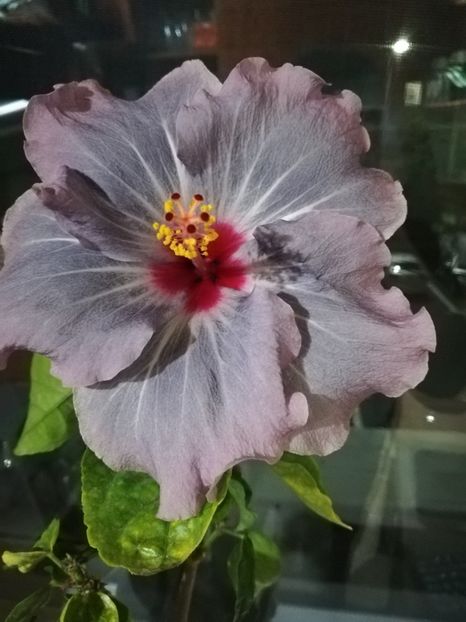  - Hibiscus No Id 11