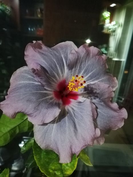  - Hibiscus No Id 11