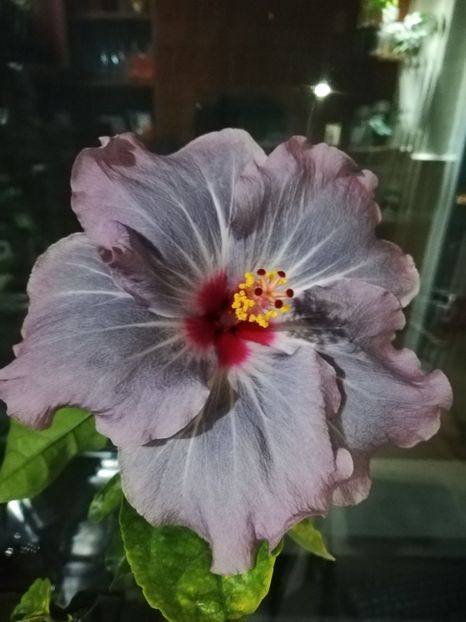  - Hibiscus No Id 11