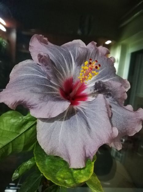  - Hibiscus No Id 11