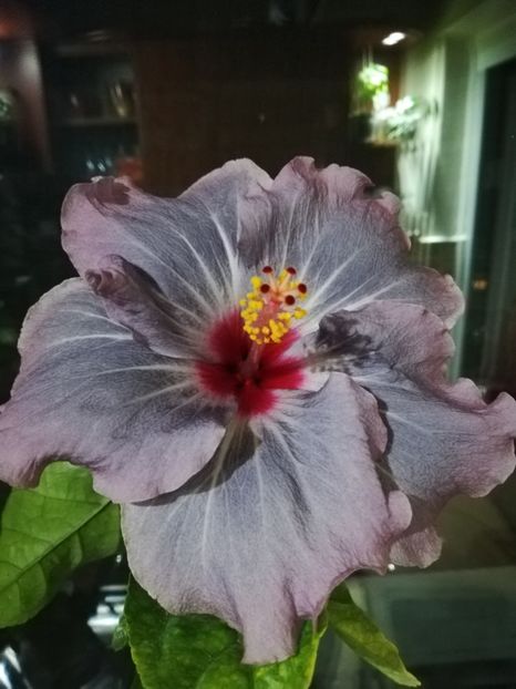  - Hibiscus No Id 11