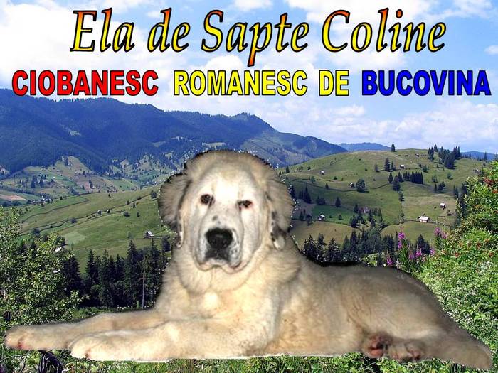 Ela de Sapte Coline - CIOBANESC ROMANESC DE BUCOVINA - CANISA de SAPTE COLINE