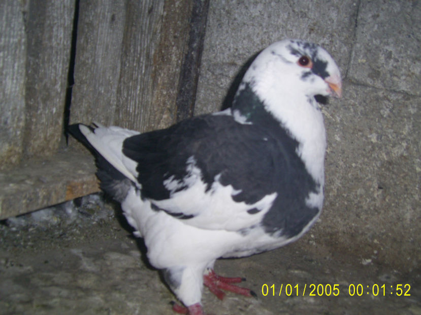 F - 2021 - fiica din F - 2020 - Pasarile de baza - linia 1