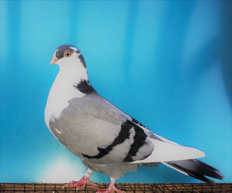 12317  femelă  2021_2 - tineret 2021