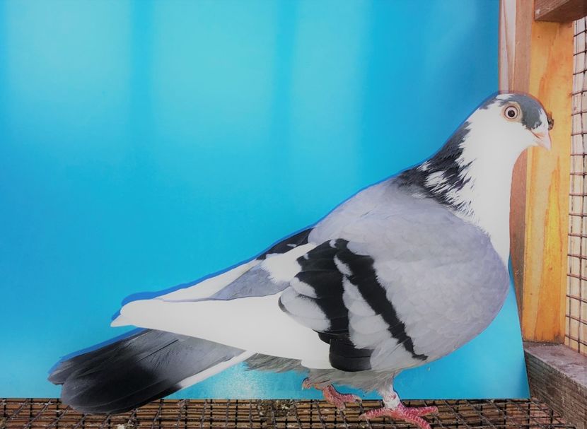 12317  femelă  2021_3 - tineret 2021