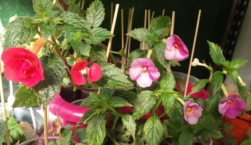 Stan_s delight (stanga) & Mesange blanche - Achimenes varietati - drumul florilor