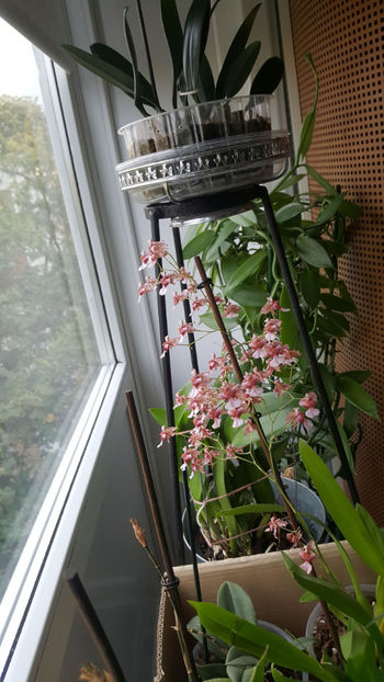 oncidium "rosy sunset" - Orhidee_4_simpodiale cu pseudobulbi