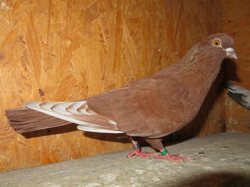 oct. 2021 - Zburator Roșu de Târgoviște - porumbițe matcă