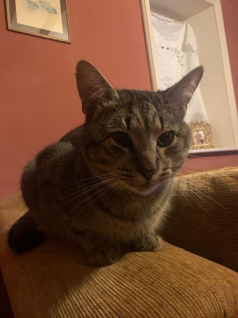 Papusul og - x what would mu sama say