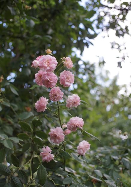  - Belle de Sardaigne