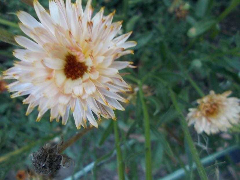  - SEMINTE GALBENELE - D 182 TOUCH OF RED BUFF