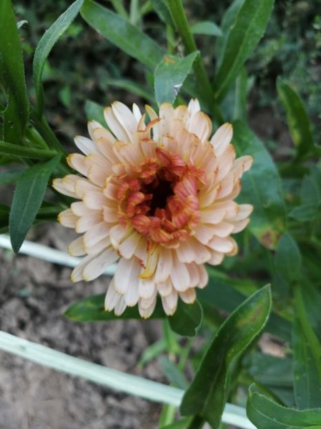  - SEMINTE GALBENELE - D 182 TOUCH OF RED BUFF