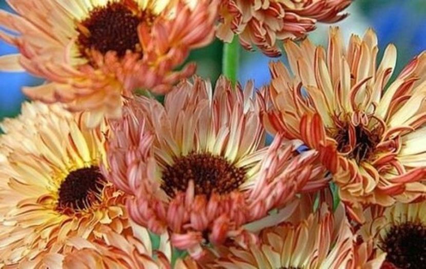  - SEMINTE GALBENELE - D 182 TOUCH OF RED BUFF