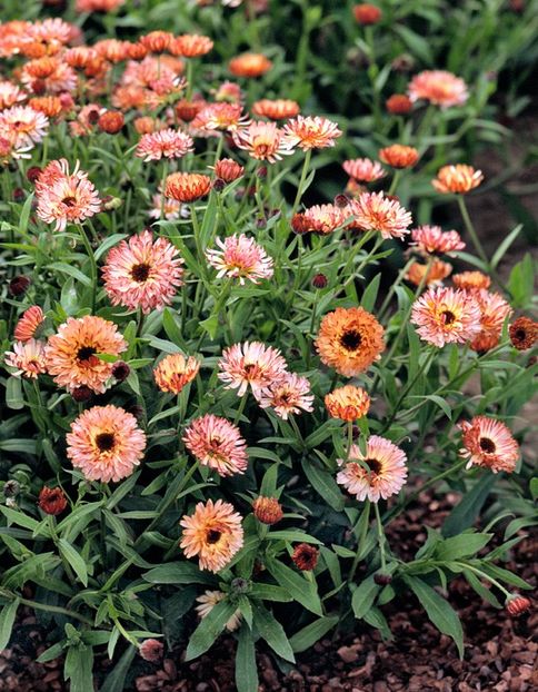  - SEMINTE GALBENELE - D 182 TOUCH OF RED BUFF