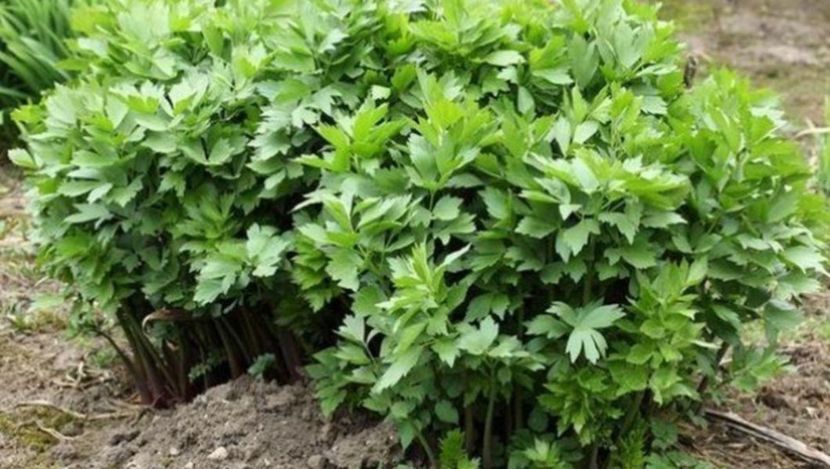  - SEMINTE LEUSTEAN - D 186