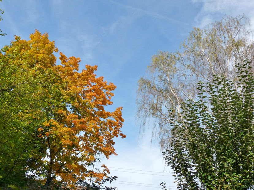  - 2021 - 03 - Toamna