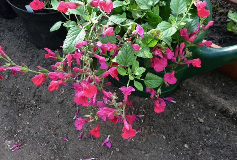  - 2021 - 03 - Toamna