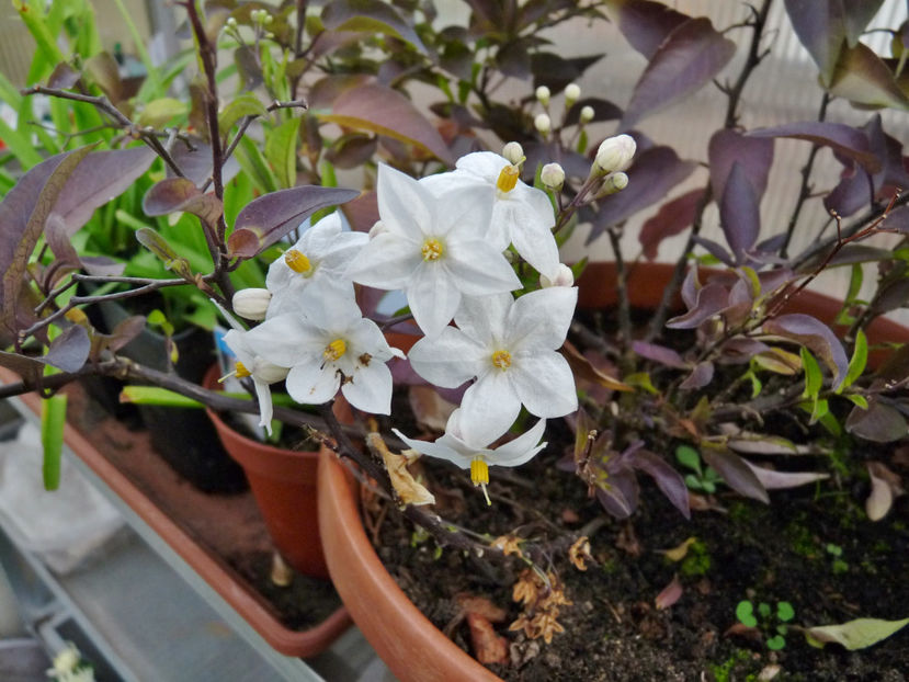  - 2021 - 03 - Toamna