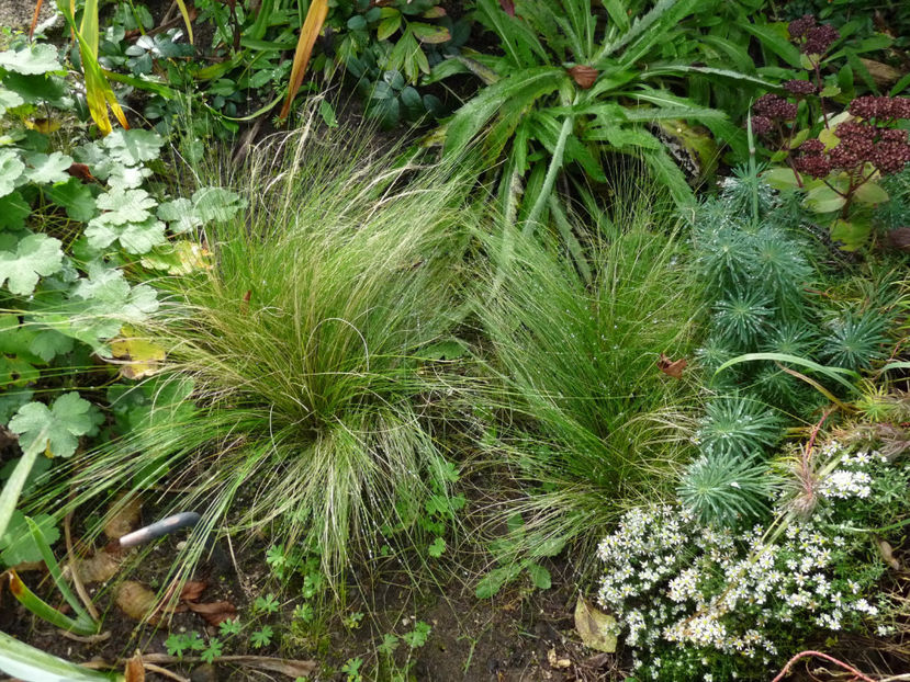  - 2021 - 03 - Toamna