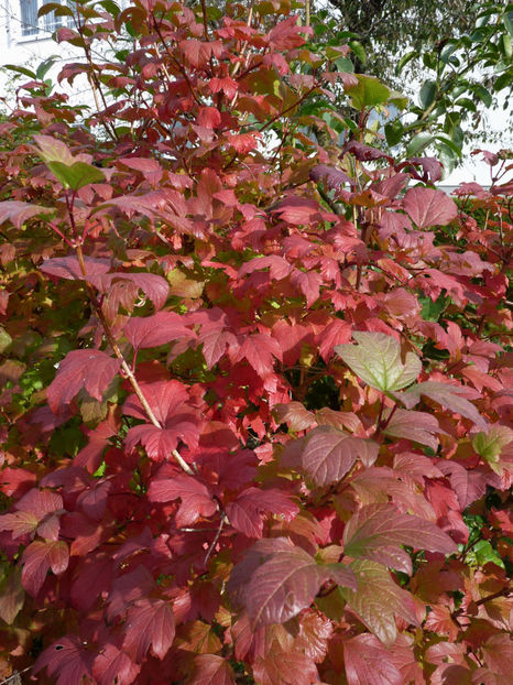  - 2021 - 03 - Toamna