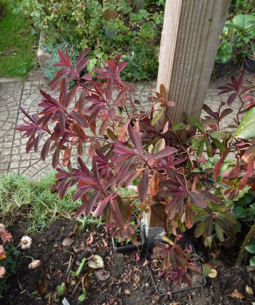  - 2021 - 03 - Toamna