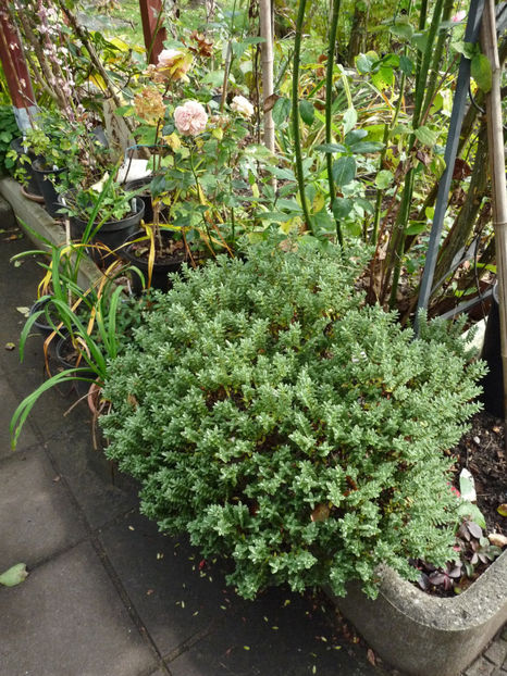  - 2021 - 03 - Toamna