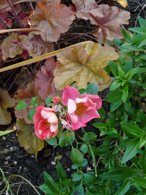  - 2021 - 03 - Toamna