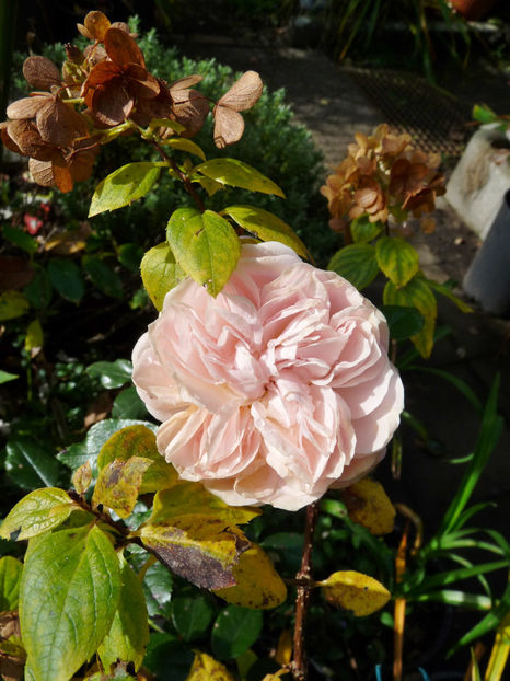  - 2021 - 03 - Toamna