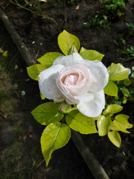  - 2021 - 03 - Toamna